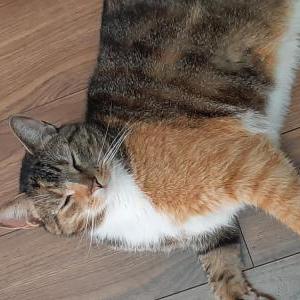 Image of Dibble, Lost Cat