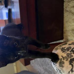 Lost Cat Toothless