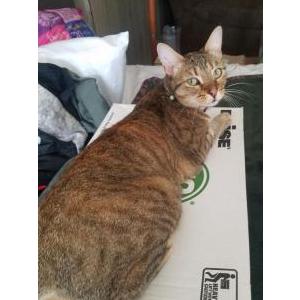 Image of Carm, Lost Cat