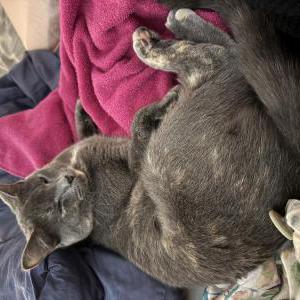 Lost Cat Erin Kirk