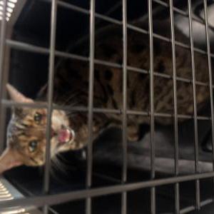 Found Cat Unknown
