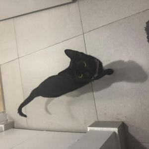 Lost Cat Dolce