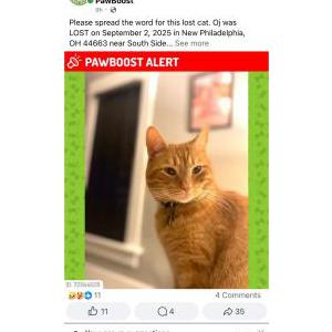 Image of OJ, Lost Cat