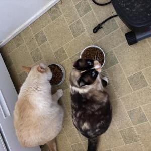Image of Fiona, Lost Cat
