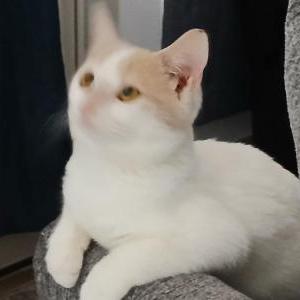 Lost Cat Honey