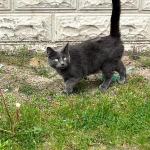 Lost Cat Smokey