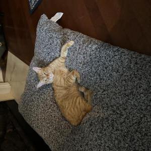 Lost Cat Pumpkin