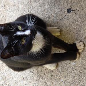 Found Cat Kitty