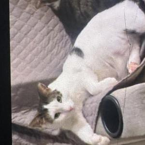 Lost Cat Unknown