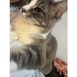 Lost Cat Botas