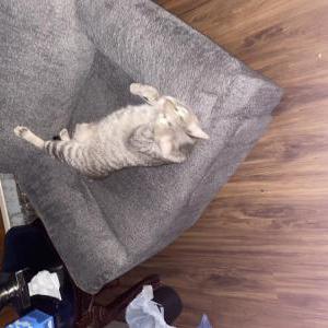 Image of Lue lue, Lost Cat
