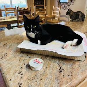 Image of Socks, Lost Cat