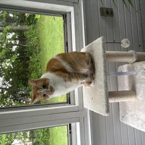 Image of Guy (stinky), Lost Cat