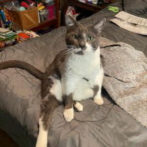 Lost Cat Smokey Joe