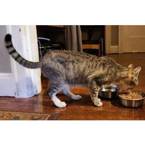 Lost Cat Sophia