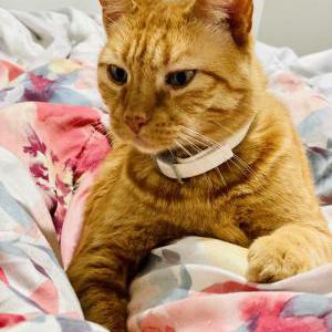 Lost Cat Simba
