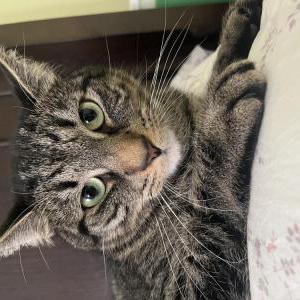 Image of Simba, Lost Cat