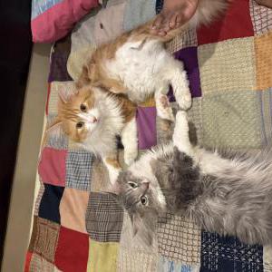 Lost Cat Meatloaf