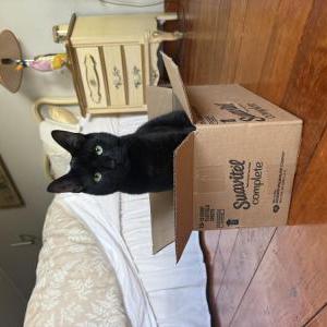 Image of Shiitake, Lost Cat