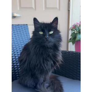 Lost Cat Cooper