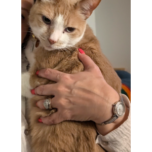 Lost Cat 44
