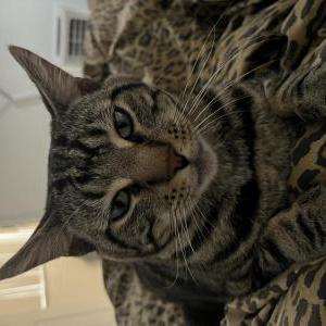 Lost Cat Tony