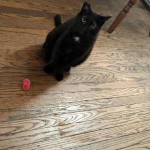 Image of Bruce, Lost Cat