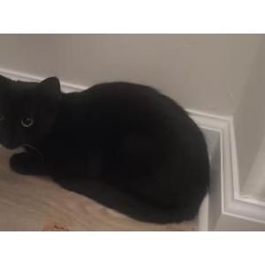 Lost Cat Powder