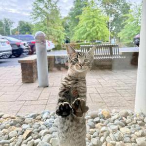 Found Cat Unknown