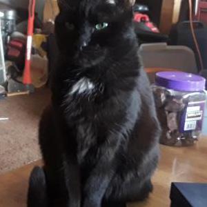 Lost Cat Itti bit