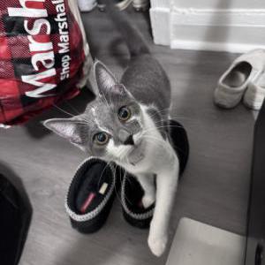 Found Cat Unknown