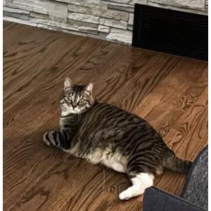 Lost Cat Trippy