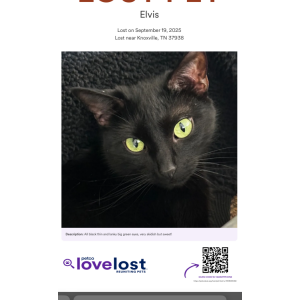 Lost Cat Elvis