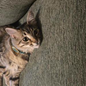 Image of Olive, Lost Cat