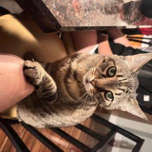 Lost Cat Bandit