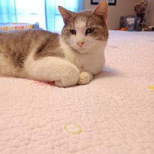 Lost Cat Oscar
