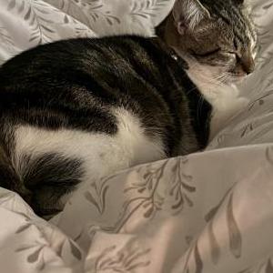 Lost Cat Tiny Sky