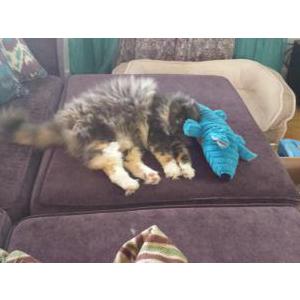 Lost Cat Lula