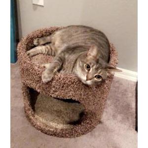 Lost Cat Bugs Bunny