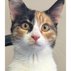 Lost Cat Calypso