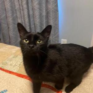 Lost Cat Frankie