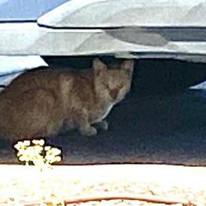 Found Cat Unknown