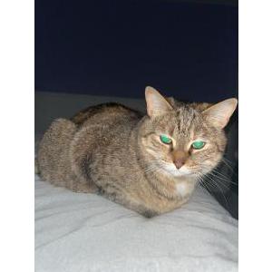 Lost Cat piper
