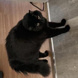 Image of Ozzy, Lost Cat
