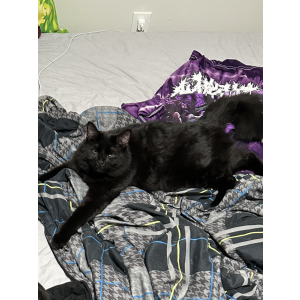 2nd Image of Ozzy, Lost Cat