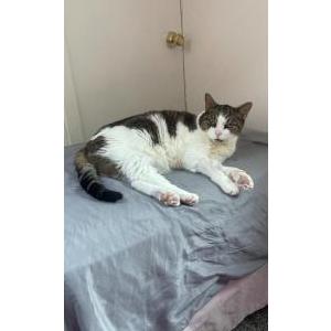 Lost Cat Niko
