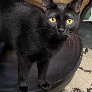 Image of Shadow, Lost Cat