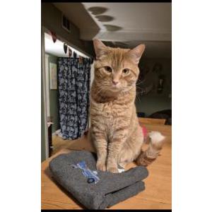 Lost Cat King