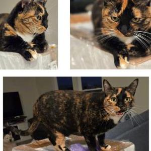 Image of Nami, Lost Cat