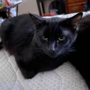 Lost Cat Panther